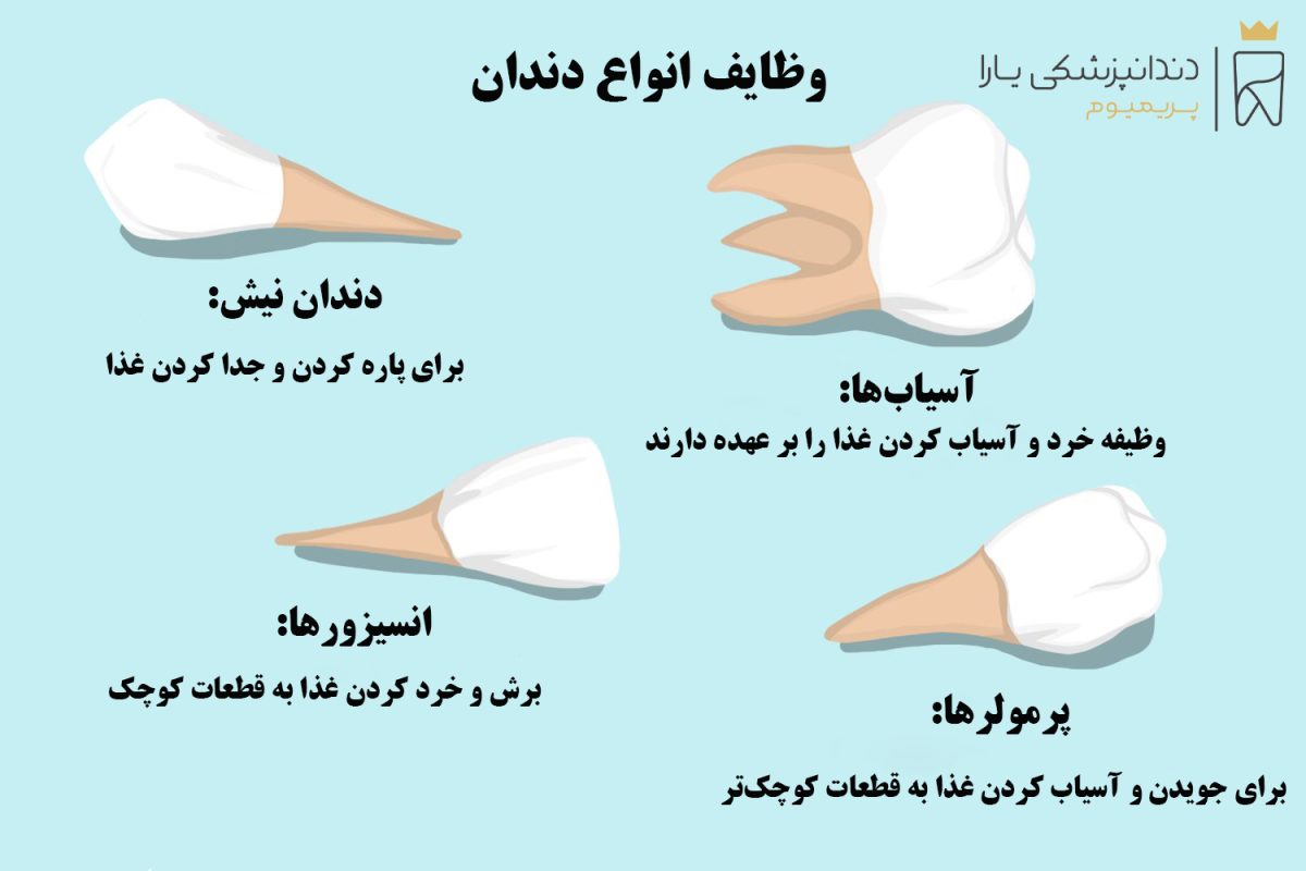 وظایف انواع دندان