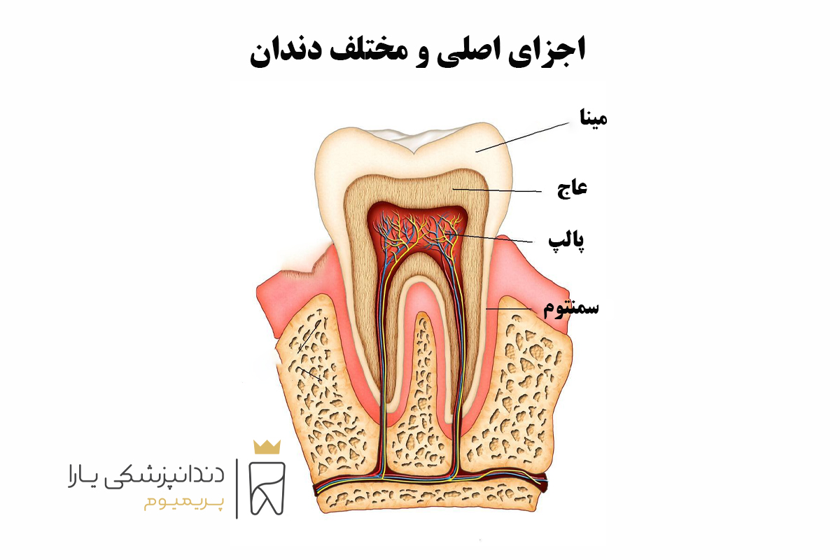 اجزای اصلی و دندان های مختلف