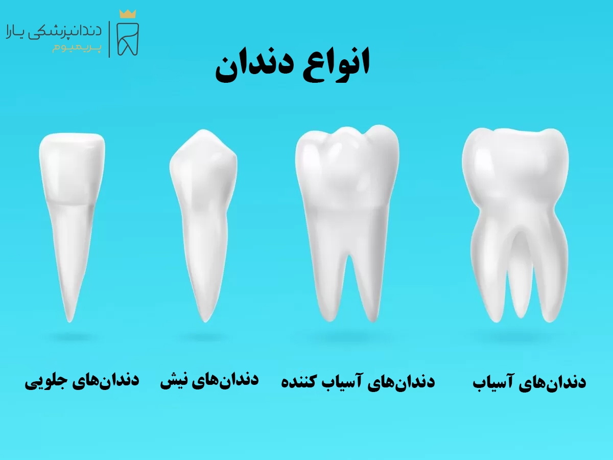 انواع دندان